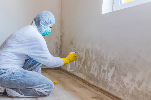 Licensed Mold Testing service in Stoughton, MA - WQB Mold Removal