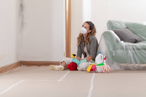 Reliable Mold Testing contractor in Stoughton, MA by WQB Mold Removal